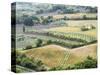 Italy, Tuscany. Vineyards and Olive Trees in Autumn in the Val Dorcia-Julie Eggers-Stretched Canvas