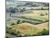 Italy, Tuscany. Vineyards and Olive Trees in Autumn in the Val Dorcia-Julie Eggers-Mounted Photographic Print