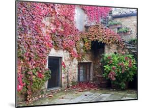 Italy, Tuscany, Volpaia. Red Ivy Covering the Walls of the Buildings-Julie Eggers-Mounted Photographic Print
