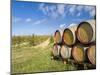 Italy, Tuscany. Wine barrels in a vineyard in Tuscany.-Julie Eggers-Mounted Photographic Print