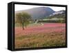 Italy, Umbria, Campi, a Field of Sainfoin Outside the Small and Ancient Village of Campi, Near Norc-Katie Garrod-Framed Stretched Canvas