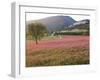 Italy, Umbria, Campi, a Field of Sainfoin Outside the Small and Ancient Village of Campi, Near Norc-Katie Garrod-Framed Photographic Print