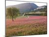 Italy, Umbria, Campi, a Field of Sainfoin Outside the Small and Ancient Village of Campi, Near Norc-Katie Garrod-Mounted Photographic Print