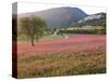 Italy, Umbria, Campi, a Field of Sainfoin Outside the Small and Ancient Village of Campi, Near Norc-Katie Garrod-Stretched Canvas