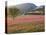 Italy, Umbria, Campi, a Field of Sainfoin Outside the Small and Ancient Village of Campi, Near Norc-Katie Garrod-Stretched Canvas
