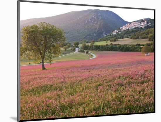 Italy, Umbria, Campi, a Field of Sainfoin Outside the Small and Ancient Village of Campi, Near Norc-Katie Garrod-Mounted Photographic Print