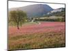 Italy, Umbria, Campi, a Field of Sainfoin Outside the Small and Ancient Village of Campi, Near Norc-Katie Garrod-Mounted Photographic Print