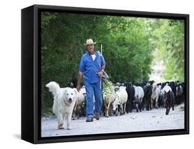 Italy, Umbria, Campi, a Shepherd Bringing His Flock Down from the Hills, with the Help of His Dogs-Katie Garrod-Framed Stretched Canvas