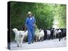 Italy, Umbria, Campi, a Shepherd Bringing His Flock Down from the Hills, with the Help of His Dogs-Katie Garrod-Stretched Canvas