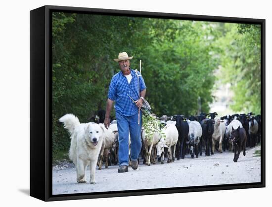 Italy, Umbria, Campi, a Shepherd Bringing His Flock Down from the Hills, with the Help of His Dogs-Katie Garrod-Framed Stretched Canvas