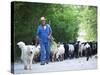 Italy, Umbria, Campi, a Shepherd Bringing His Flock Down from the Hills, with the Help of His Dogs-Katie Garrod-Stretched Canvas