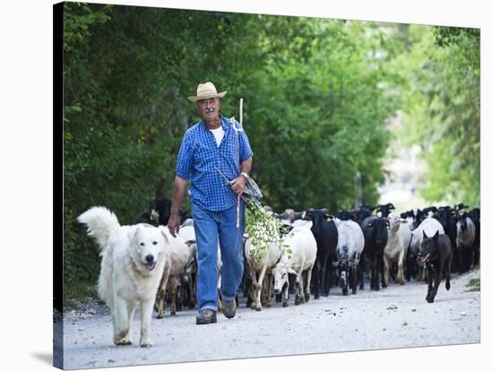 Italy, Umbria, Campi, a Shepherd Bringing His Flock Down from the Hills, with the Help of His Dogs-Katie Garrod-Stretched Canvas