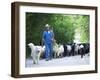 Italy, Umbria, Campi, a Shepherd Bringing His Flock Down from the Hills, with the Help of His Dogs-Katie Garrod-Framed Photographic Print