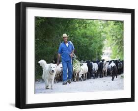 Italy, Umbria, Campi, a Shepherd Bringing His Flock Down from the Hills, with the Help of His Dogs-Katie Garrod-Framed Photographic Print