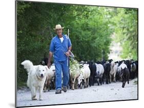 Italy, Umbria, Campi, a Shepherd Bringing His Flock Down from the Hills, with the Help of His Dogs-Katie Garrod-Mounted Photographic Print