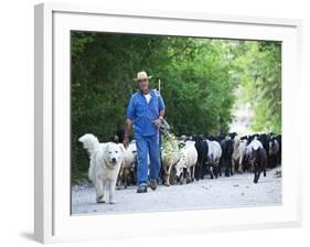 Italy, Umbria, Campi, a Shepherd Bringing His Flock Down from the Hills, with the Help of His Dogs-Katie Garrod-Framed Photographic Print