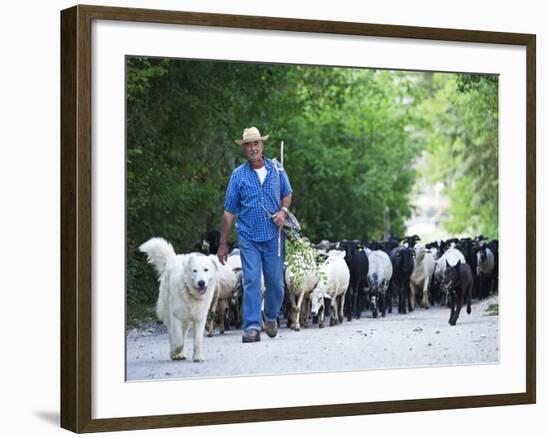 Italy, Umbria, Campi, a Shepherd Bringing His Flock Down from the Hills, with the Help of His Dogs-Katie Garrod-Framed Photographic Print