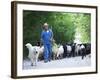 Italy, Umbria, Campi, a Shepherd Bringing His Flock Down from the Hills, with the Help of His Dogs-Katie Garrod-Framed Photographic Print