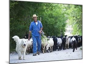 Italy, Umbria, Campi, a Shepherd Bringing His Flock Down from the Hills, with the Help of His Dogs-Katie Garrod-Mounted Photographic Print