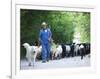 Italy, Umbria, Campi, a Shepherd Bringing His Flock Down from the Hills, with the Help of His Dogs-Katie Garrod-Framed Photographic Print