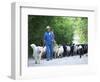 Italy, Umbria, Campi, a Shepherd Bringing His Flock Down from the Hills, with the Help of His Dogs-Katie Garrod-Framed Photographic Print