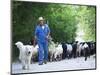 Italy, Umbria, Campi, a Shepherd Bringing His Flock Down from the Hills, with the Help of His Dogs-Katie Garrod-Mounted Photographic Print
