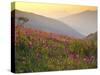 Italy, Umbria, Forca Canapine, Pink Orchids Growing at the Forca Canapine, Monti Sibillini National-Katie Garrod-Stretched Canvas