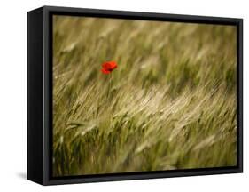 Italy, Umbria, Norcia, a Single Poppy in a Field of Barley Near Norcia-Katie Garrod-Framed Stretched Canvas