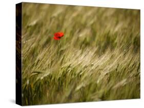Italy, Umbria, Norcia, a Single Poppy in a Field of Barley Near Norcia-Katie Garrod-Stretched Canvas