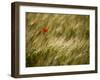 Italy, Umbria, Norcia, a Single Poppy in a Field of Barley Near Norcia-Katie Garrod-Framed Premium Photographic Print