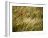 Italy, Umbria, Norcia, a Single Poppy in a Field of Barley Near Norcia-Katie Garrod-Framed Premium Photographic Print