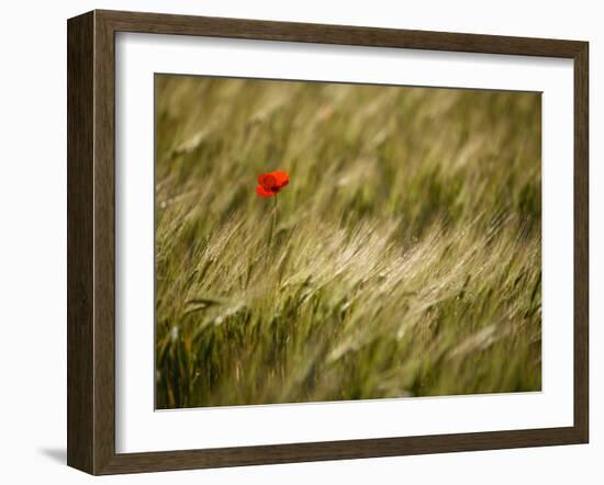 Italy, Umbria, Norcia, a Single Poppy in a Field of Barley Near Norcia-Katie Garrod-Framed Photographic Print