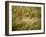 Italy, Umbria, Norcia, a Single Poppy in a Field of Barley Near Norcia-Katie Garrod-Framed Photographic Print