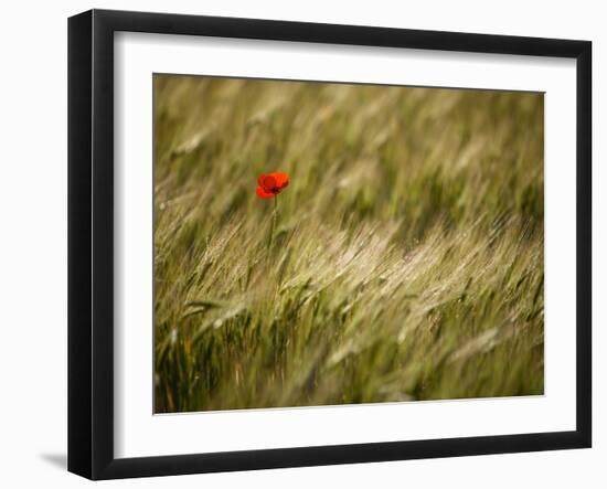 Italy, Umbria, Norcia, a Single Poppy in a Field of Barley Near Norcia-Katie Garrod-Framed Photographic Print