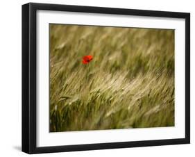 Italy, Umbria, Norcia, a Single Poppy in a Field of Barley Near Norcia-Katie Garrod-Framed Photographic Print