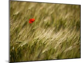 Italy, Umbria, Norcia, a Single Poppy in a Field of Barley Near Norcia-Katie Garrod-Mounted Photographic Print