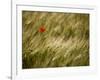 Italy, Umbria, Norcia, a Single Poppy in a Field of Barley Near Norcia-Katie Garrod-Framed Photographic Print