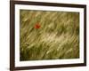 Italy, Umbria, Norcia, a Single Poppy in a Field of Barley Near Norcia-Katie Garrod-Framed Photographic Print