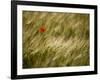 Italy, Umbria, Norcia, a Single Poppy in a Field of Barley Near Norcia-Katie Garrod-Framed Photographic Print