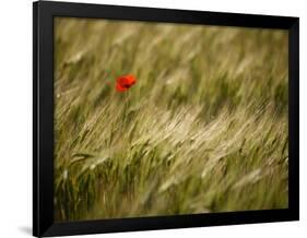 Italy, Umbria, Norcia, a Single Poppy in a Field of Barley Near Norcia-Katie Garrod-Framed Photographic Print