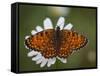 Italy, Umbria, Norcia, Orange Butterfly on a Daisy-Katie Garrod-Framed Stretched Canvas