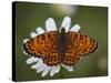 Italy, Umbria, Norcia, Orange Butterfly on a Daisy-Katie Garrod-Stretched Canvas