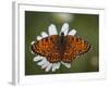 Italy, Umbria, Norcia, Orange Butterfly on a Daisy-Katie Garrod-Framed Photographic Print