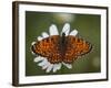 Italy, Umbria, Norcia, Orange Butterfly on a Daisy-Katie Garrod-Framed Photographic Print