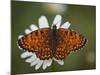 Italy, Umbria, Norcia, Orange Butterfly on a Daisy-Katie Garrod-Mounted Photographic Print