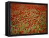 Italy, Umbria, Norcia, Poppies Growing in Barley Fields Near Norcia-Katie Garrod-Framed Stretched Canvas