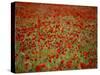 Italy, Umbria, Norcia, Poppies Growing in Barley Fields Near Norcia-Katie Garrod-Stretched Canvas