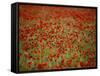 Italy, Umbria, Norcia, Poppies Growing in Barley Fields Near Norcia-Katie Garrod-Framed Stretched Canvas