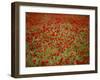 Italy, Umbria, Norcia, Poppies Growing in Barley Fields Near Norcia-Katie Garrod-Framed Photographic Print