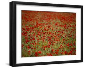 Italy, Umbria, Norcia, Poppies Growing in Barley Fields Near Norcia-Katie Garrod-Framed Photographic Print